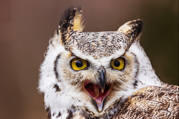 great horned owl (Bubo virginianus) head detail