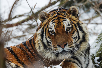 Siberian tiger (Panthera tigris tigris) head detail