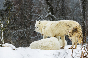 Arctic wolf (Canis lupus arctos) the pack is resting