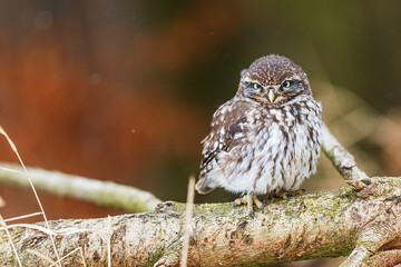 cute little owl (Athene noctua) sitting on a tree on the ground