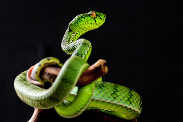 Green viper snake in close up 