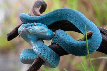 Obraz premium Blue viper snake in close up