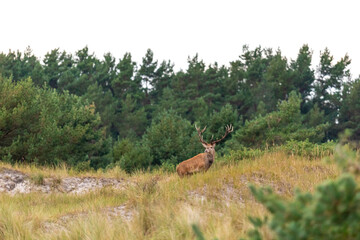 Hirschbrunft an der Ostsee..