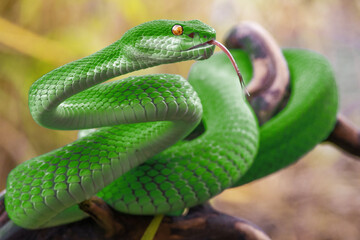 Fototapeta premium Green viper snake in close up 