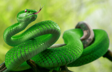 Green viper snake in close up 