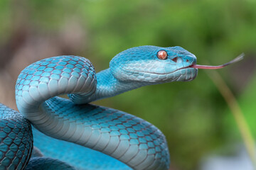 Blue viper snake in close up