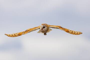 barn owl (Tyto alba) gliding in the air