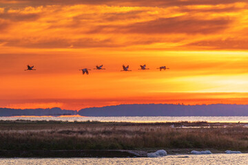 Kraniche im Flug bei Sonnenaufgang über der Insel Kirr.