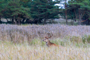 Hirschbrunft am Darßer Ort.