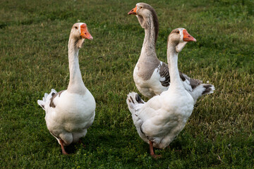 geese on the farm, a flock of geese on the grass