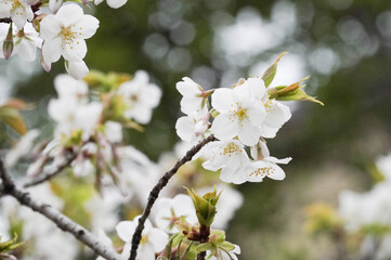 cherry Blossoms
 I too this picture. 
My love picture.