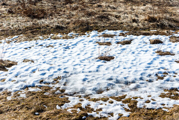 Conceptual image about spring.grass sprouts from under the snow that melts in the spring.Close-up.