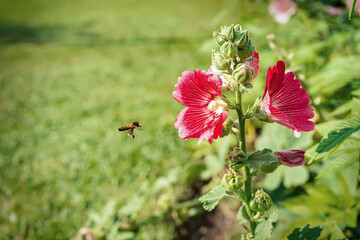 Hollyhock in nature