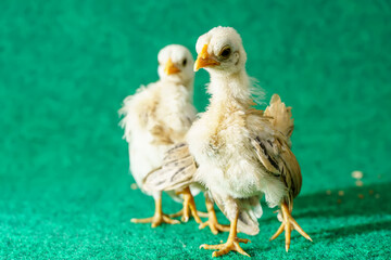 The yellow chicks