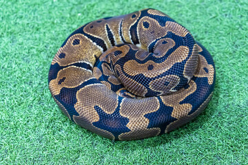 Ball python