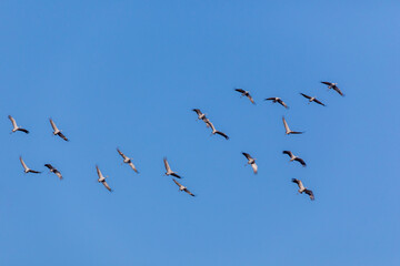 Kraniche im Flug.