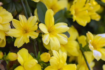 Fototapeta na wymiar 満開の黄色い花