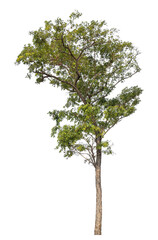 Green tree isolated on transparent background with clipping path, single tree with clipping path and alpha channel.