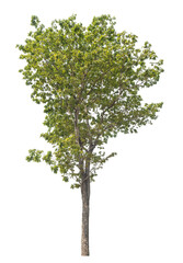 Green tree isolated on transparent background with clipping path, single tree with clipping path and alpha channel.