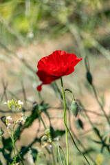 Wild blooming red poppies among green grass in rays of light