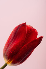 Red tulip in water drops close up against pink background.