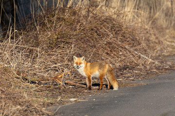 Fuchs im Abendlicht auf dem Zingst.