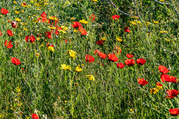 Wild blooming red poppies among green grass in rays of light
