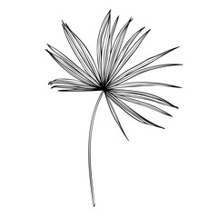 black and white orchid flower isolated