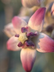 close up of a orchid