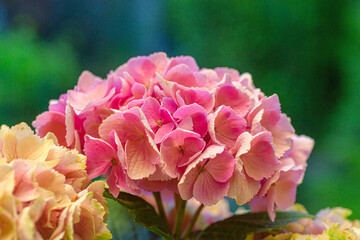 blooming colorful Hydrangea(Big-leaf Hyrdangea) flowers,close-up Hydrangea flowers blooming in the garden in summer.Two tone hydrangea flowers for gardening and decoration ideas.