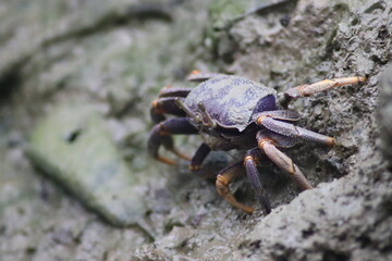 purple crab on the beach