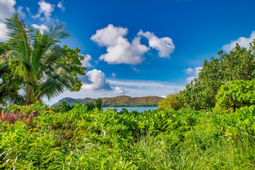 Fototapeta na wymiar Palms along the beach of Seychelles Islands