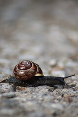 brown snail on a stone