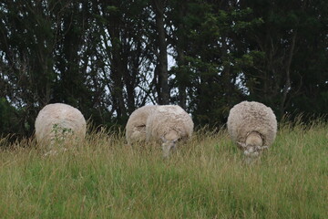 sheep and lambs in Zeeland