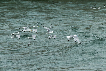 Kittiwake (Rissa tridactyla)