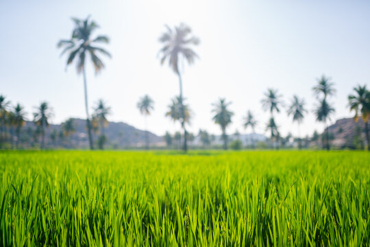 Rice field with palm trees. Closeup depth of field, Hampi, Karnataka, India