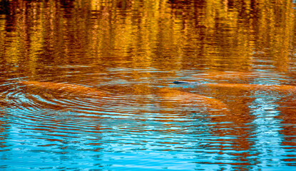 Fototapeta na wymiar Movement under the water in Florida Everglades