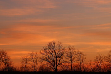 alberi al tramonto in inverno