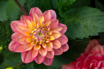 Gorgeous pink dahlia flower. Gardening, perennial flowers, landscaping.