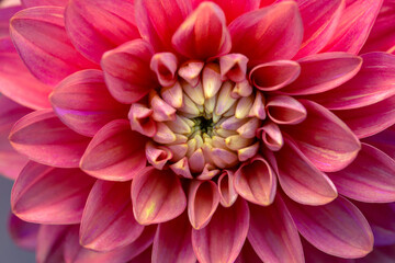Delicate dahlia flower close up. Texture of petals, floral pattern. Floral card.