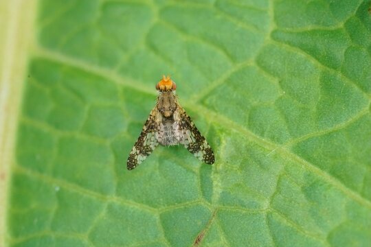 Closeup on a small wormwood or fruitfly fly, Oxyna parietina, with it's heavily patterned wings