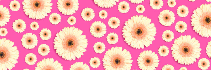 Banner with pattern made of beige gerbera flower on a magenta background.