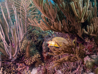 Under water life Bonair