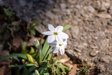 可愛い白い花