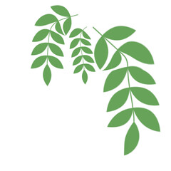 Green Leaf Illustration
