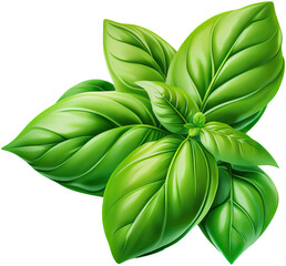 green basil  leaf isolated on white background