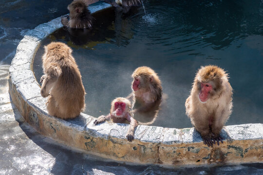 露天風呂に入る猿