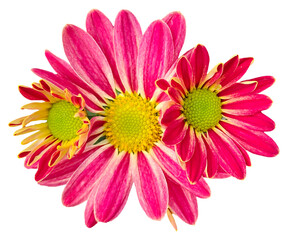 pink gerber daisy isolated on white, Three pink and yellow flowers with PNG background , 
