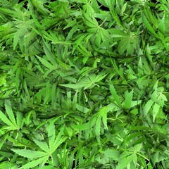 Lots of cannabis leaves. marijuana leaves. Green fever. Legalization of marijuana. 3D render.