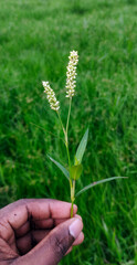 hand holding wheat,  A close up photography of a plant with white flowers